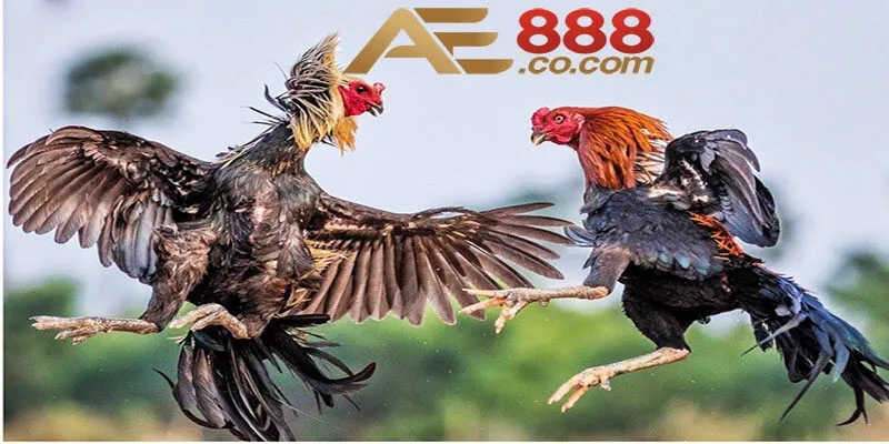 cach-cham-soc-ga-choi-anh-dai-dien