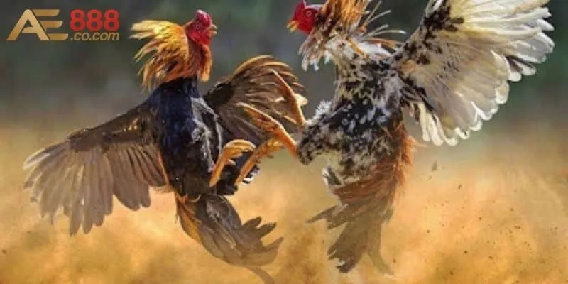 4 giải đấu đá gà lớn tại châu Á online hấp dẫn quy mô lớn