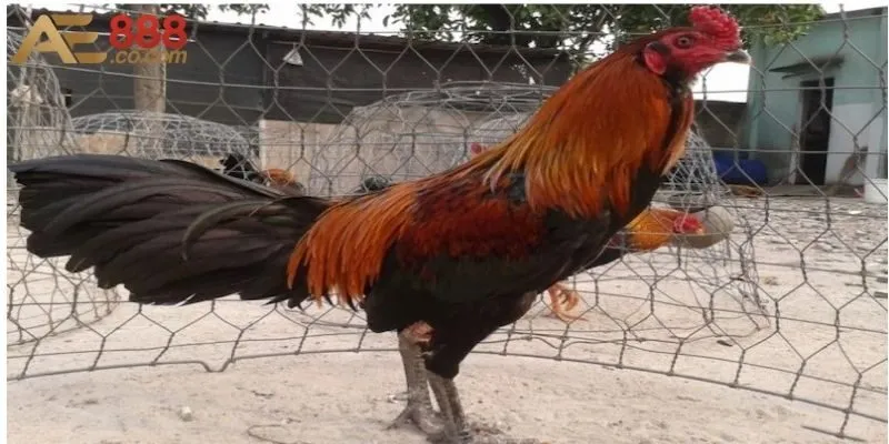 Những dòng gà chọi tốt và đẹp nhất có tại Việt Nam